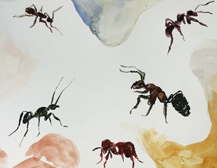 Ameisen