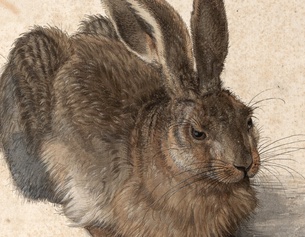 Dürers Feldhase (Ausschnitt)