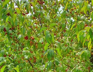 Kornelkirschen