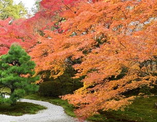 AP/TAKUYA YOSHINO Zen-Garten in Japan