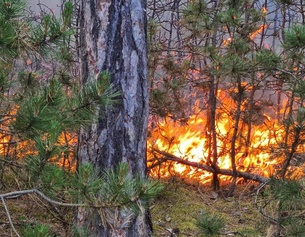 APA/EINSATZDOKU/LECHNER Waldbrand