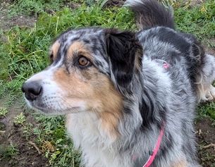 SILVIA WINTER Schnüffelnase, Hund