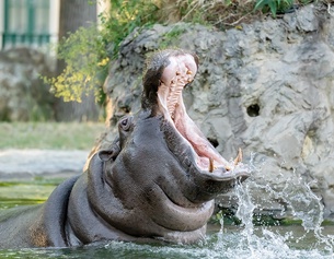 TIERGARTEN SCHÖNBRUNN Ein Flusspferd reisst sein Maul auf.
