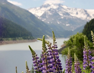 ORF/CHRISTIAN PAPKE Kaunertal, Ötztaler Alpen, Blumen