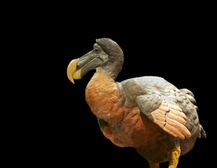 Ein Modell eines Dodo's