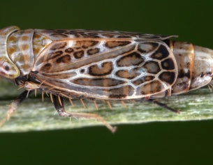 Zikade im Leopardenlook: Errastunus ocellaris (Bunte Graszirpe)