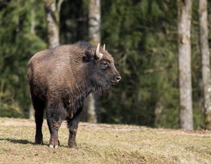 Wisent
