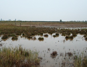 ORF/JOSEPH SCHIMMER Burgenländische Landschaft mit Wasser.