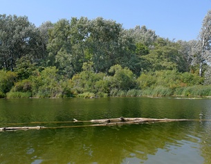 Lobau