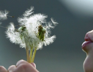 dpa/dpaweb/dpa/A3512 Roland Weihrauch Mädchen mit Pusteblume