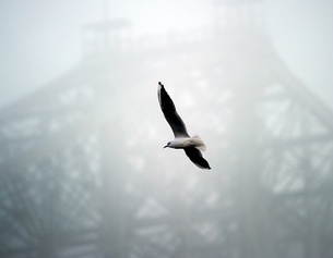 Möve vor einer Brücke im Nebel