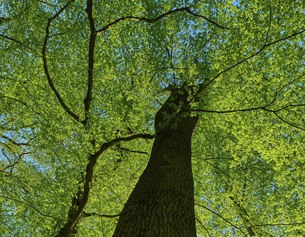 PICTUREDESK.COM/IMAGEBROKER/RAIMUND LINKE Baumkrone