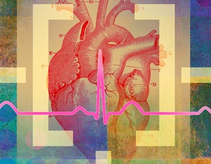 Grafik mit einem Herz, Organ