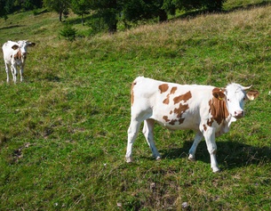 Weidevieh auf einer Salzburger Alm