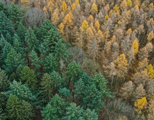 Wald, Luftaufnahme