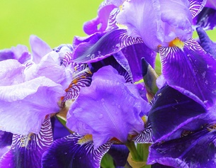 Blaue Iris