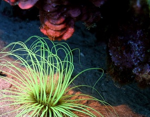 AFP/TARIK TINAZAY TARIK TINAZAY Seeanemone