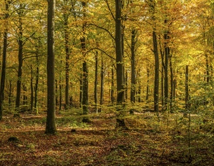 Skandinavische Baumlandschaft