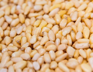 Pinienkerne
