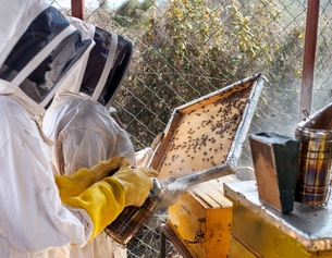 Imker in Afrika: Bienen gegen Elefanten