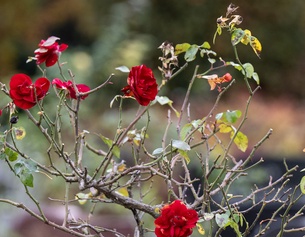 Rosenstrauch auf einem Friedhof