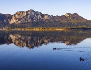 Wasserspiegelungen im Mondsee mit Enten