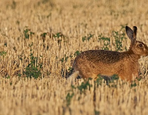 AFP/GUILLAUME SOUVANT Feldhase läuft im Feld.