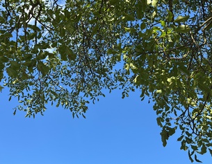 Baumkrone, Blick nach oben