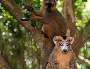 Lemuren in Madagaskar