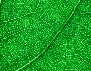 Makroaufnahme eines Eichenblattes