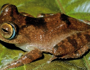 Boophis siskoi