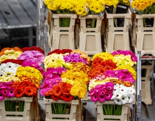 Schnittblumen