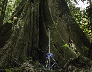 "Explorative and Compositional Spaces for Fragments of Extinction" von David Monacchi, 2021