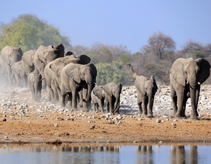 Elefantenherde, Afrika