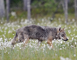 APA/AFP/Lehtikuva/Jussi Nukari Ein Wolf durchstreift einen Wald