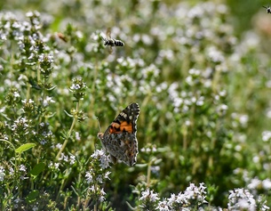 Blühender Thymian mit Bienen und einem Schmetterling