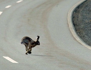 Ein Hase springt über die Strasse.