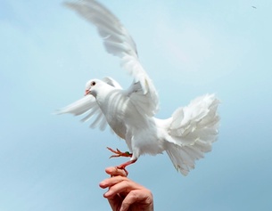 Weiße Taube auf einer Männerhand