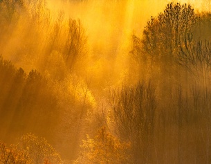 APA/DPA/MARCEL KUSCH Sonnenaufgang im Wald im Ruhrgebiet