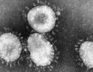 EPA/CDC Mikroskopaufnahme des Corona Virus