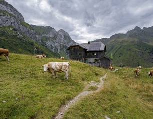 Kühe