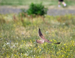 Tempelhofer Feld mit Greifvogel