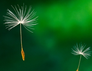 Fliegende Löwenzahnsamen