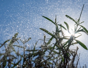 Wasserperlen über Lavendel
