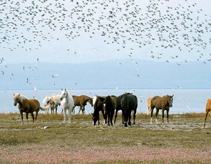 Burgenland-Tourismus/Photoatelier Laut Wildpferde und Wildvögel am Neusiedlersee