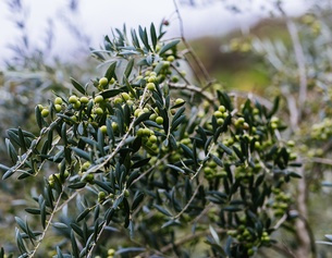 Olivenbaum 