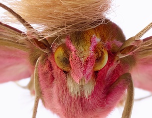 "neopalpa donaldtrumpi" der Künstlergruppe t8y
