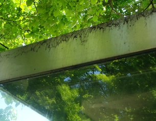 ORF/JOSEPH SCHIMMER Glasfront, Dach und Baum