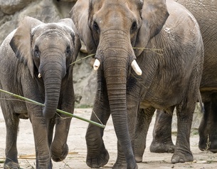 TGS/ZUPANC Afrikanische Elefanten im Tiergarten Schönbrunn