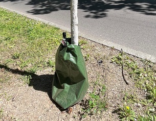 Bewässerungssack der Stadt Wien: Immer wieder legen Insekten auch dort ihre Eier ab.